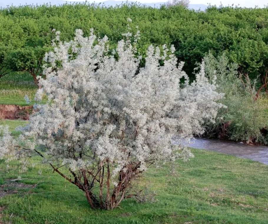 Лох серебристый (Elaeagnus argentea)