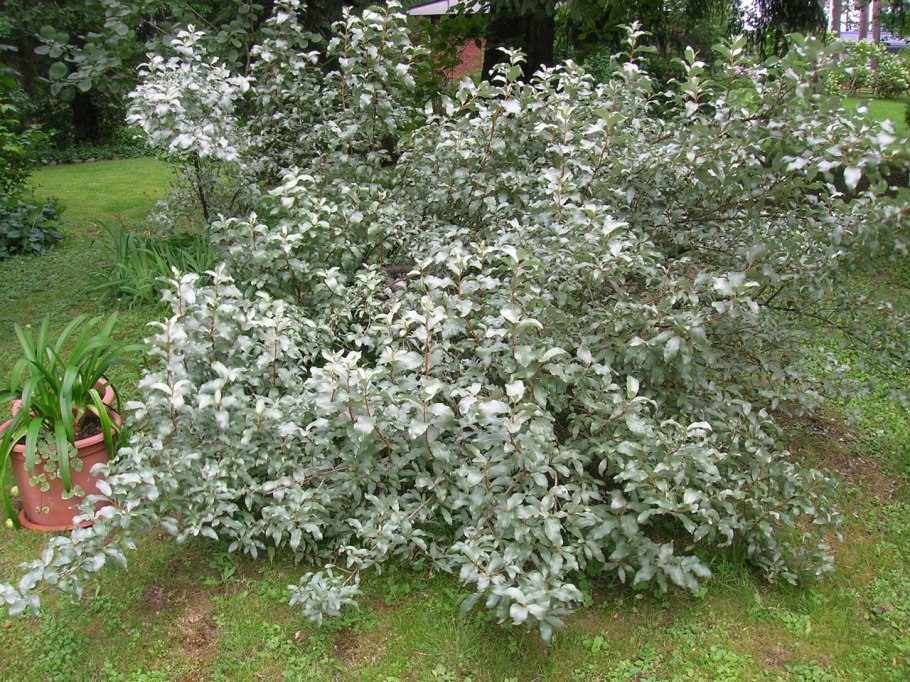 Лох серебристый (Elaeagnus commutata)