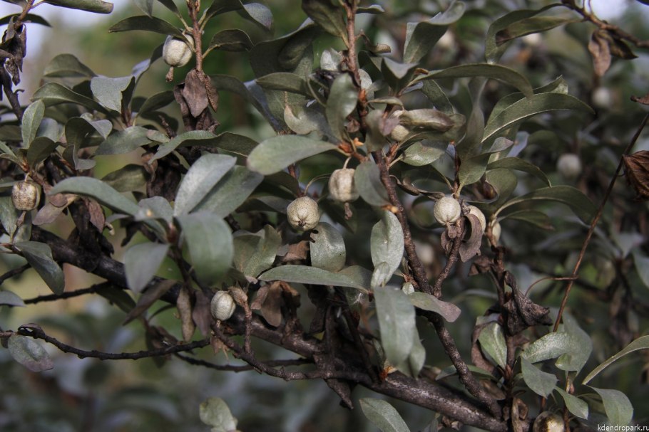 Лох серебристый (Elaeagnus argentea)