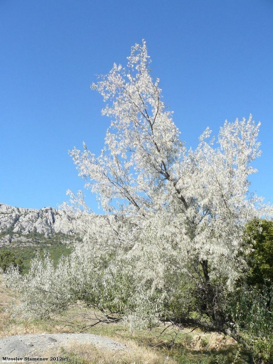 Лох серебристый (Elaeagnus commutata)