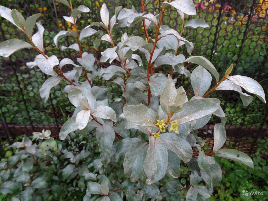 Лох узколистный (Elaeagnus angustifolia)