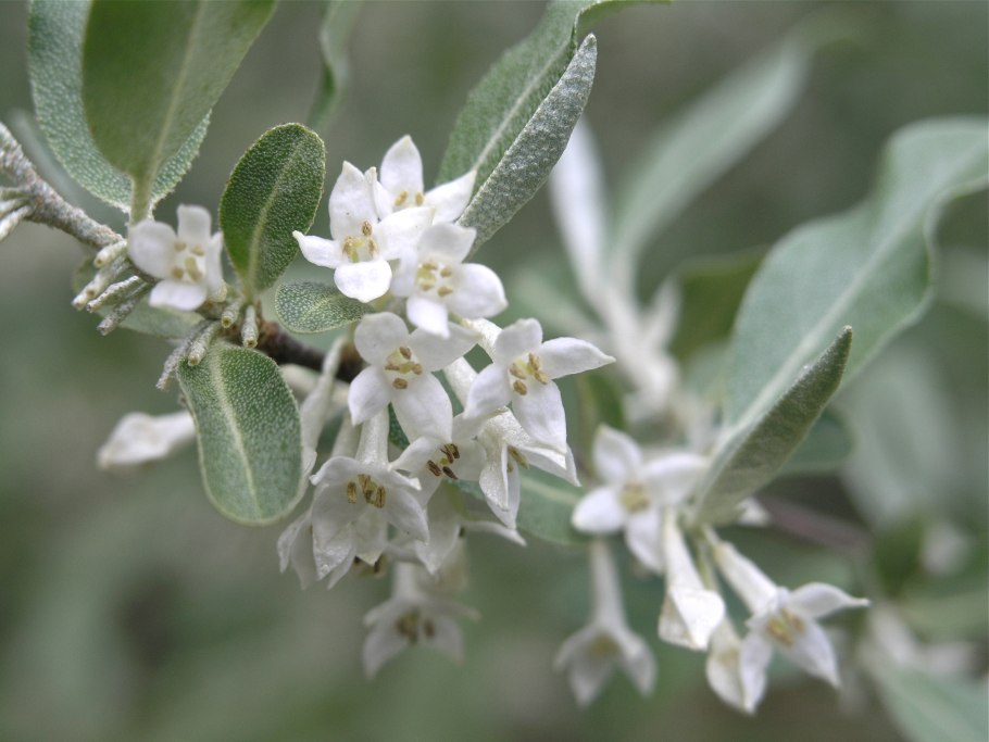 Лох серебристый (Elaeagnus commutata)