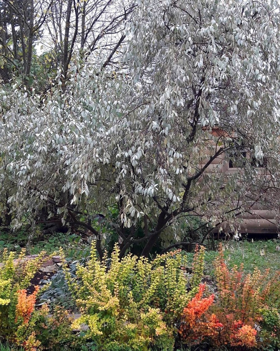 Ива лохолистная серебристая