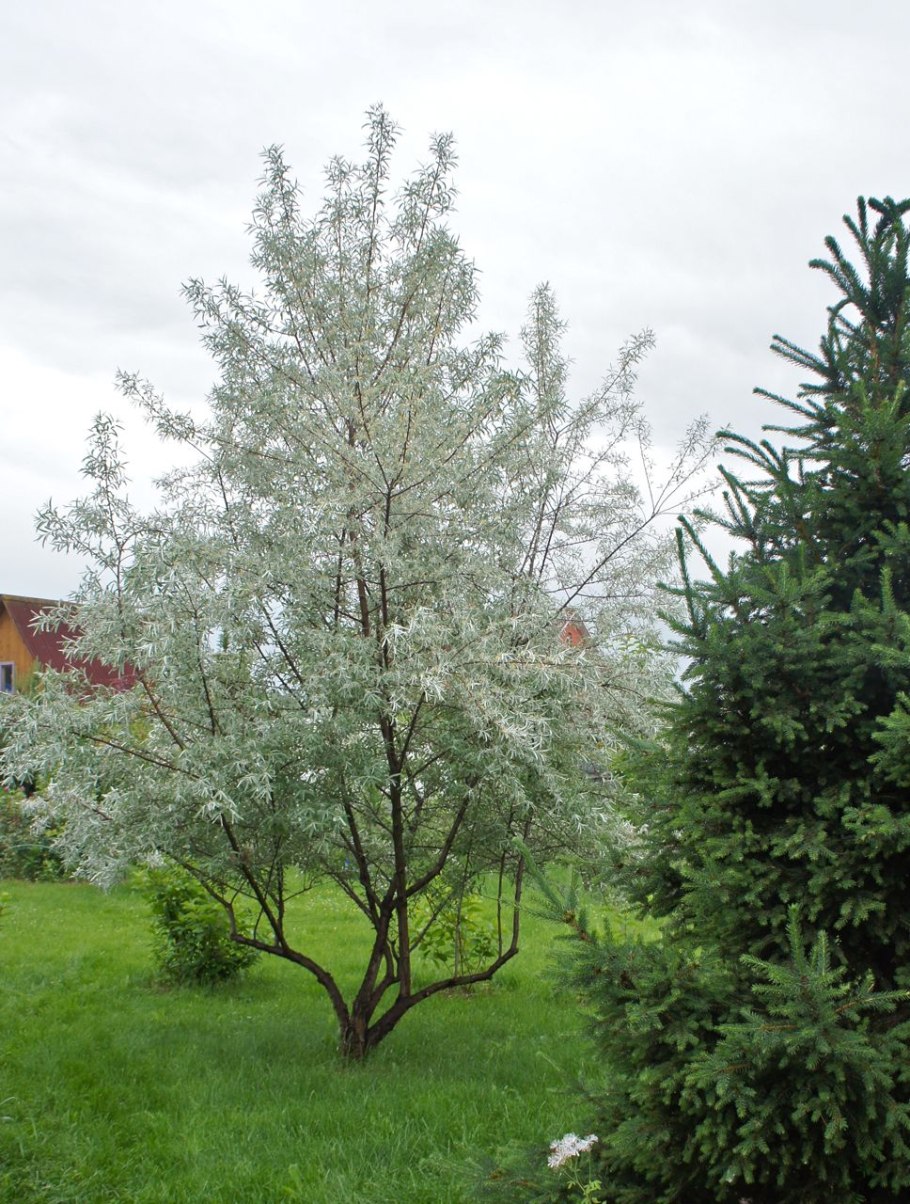 Лох серебристый узколистный серебристый