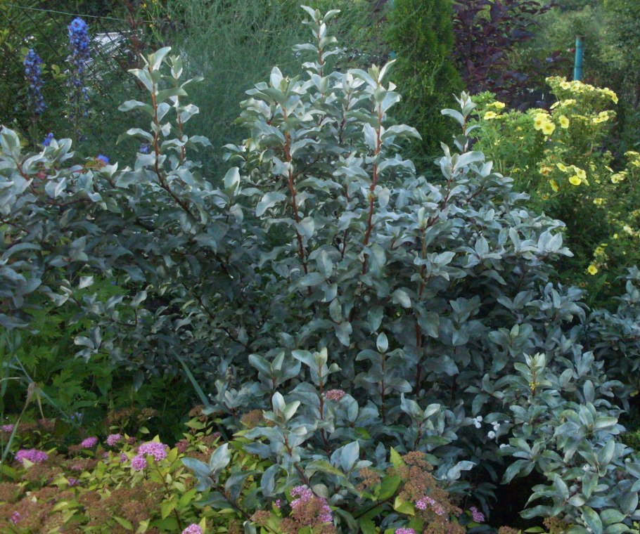 Лох серебристый в ландшафтном дизайне