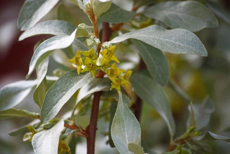Лох серебристый (Elaeagnus commutata)