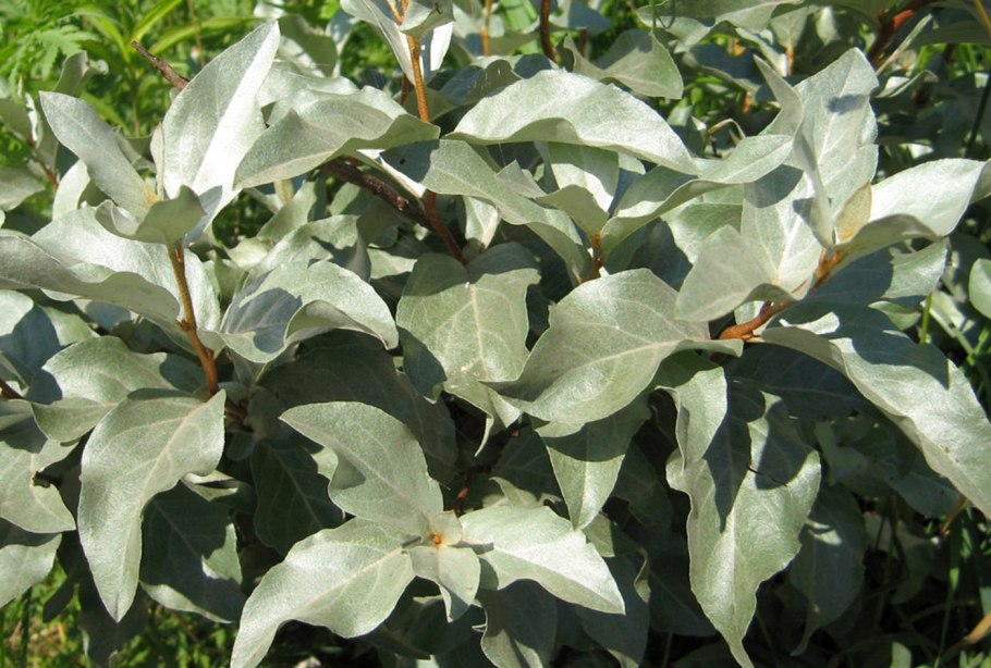 Лох серебристый узколистный