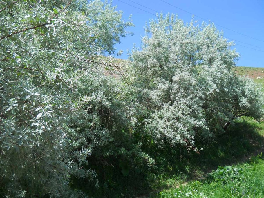 Лох серебристый (Elaeagnus commutata)