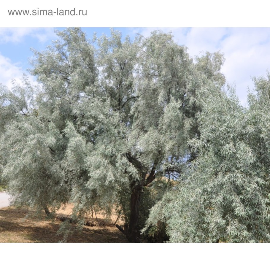 Лох серебристый (Elaeagnus argentea)