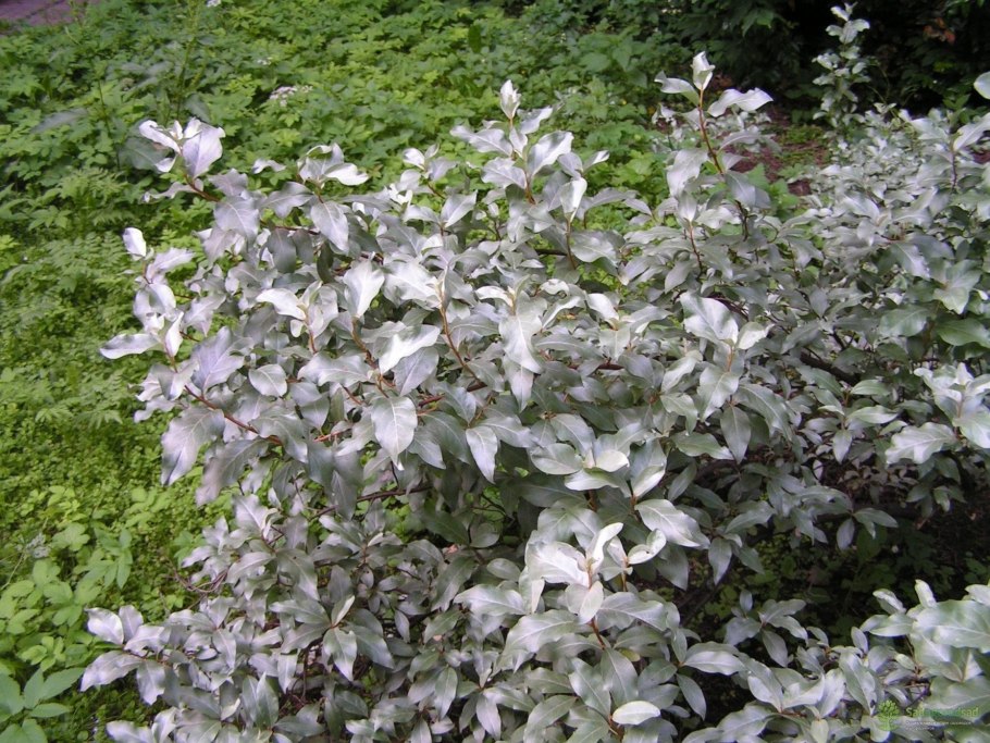 Лох узколистный (Дикая маслина)