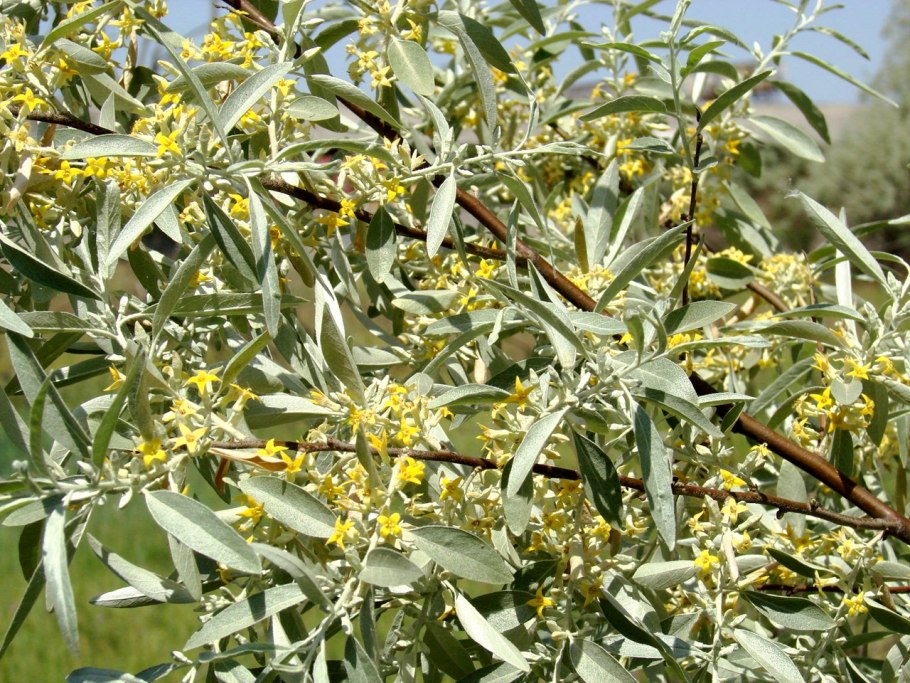 Лох узколистный (Дикая маслина)