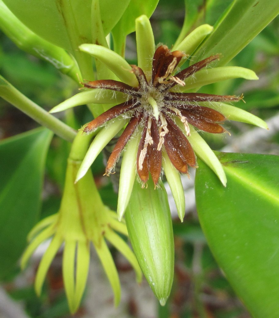 Бругиера вивипария