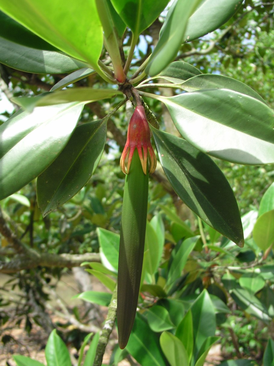 Бругиера голокорневая