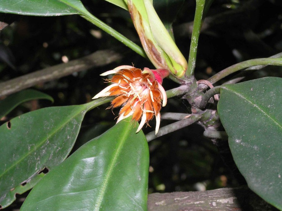 Bruguiera gymnorrhiza