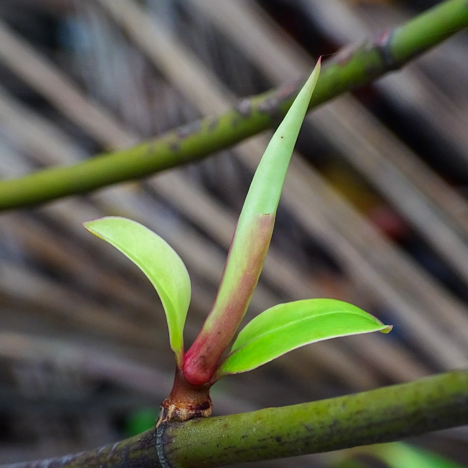 Bruguiera gymnorrhiza