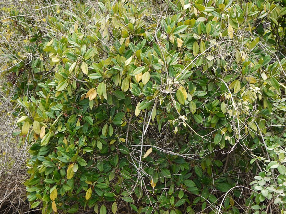 Bruguiera gymnorhiza
