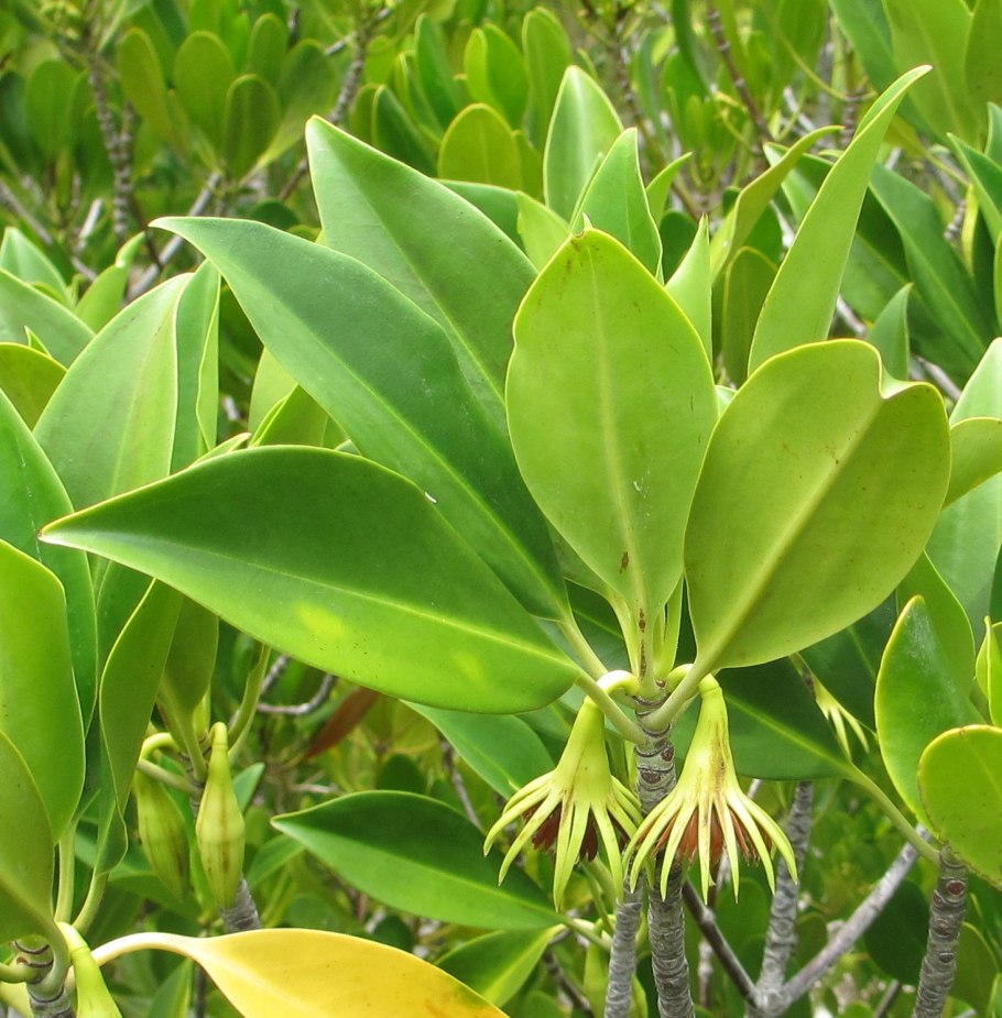 Bruguiera gymnorrhiza