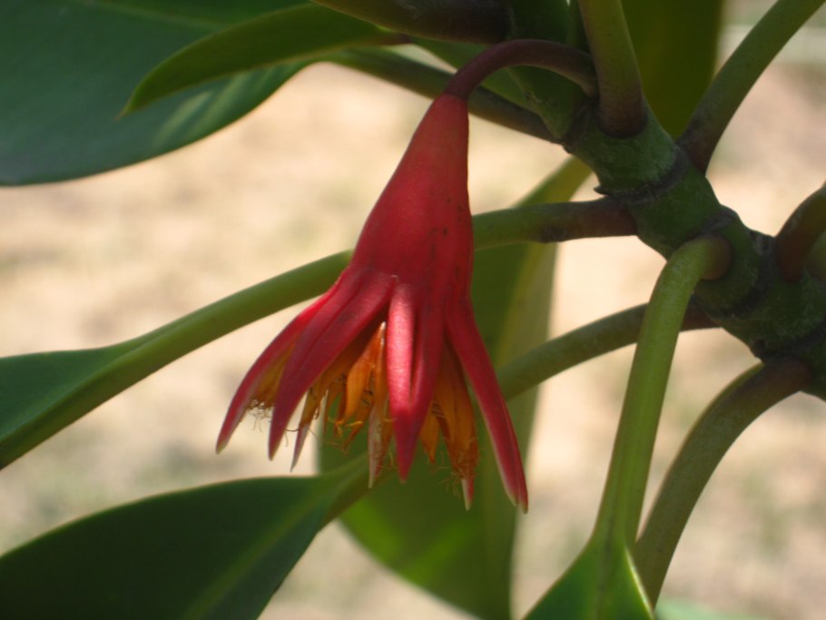 Bruguiera gymnorrhiza пневматофоры