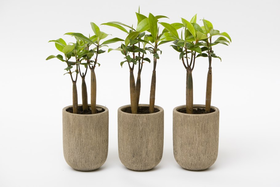 Фикус микрокарпа мокламе