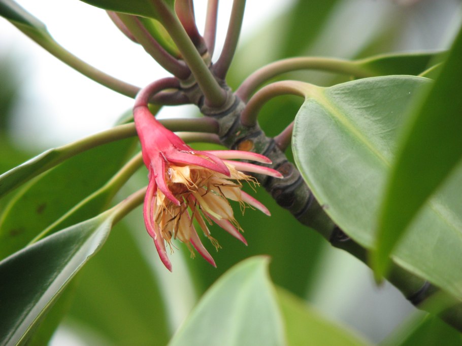 Бругиера голокорневая