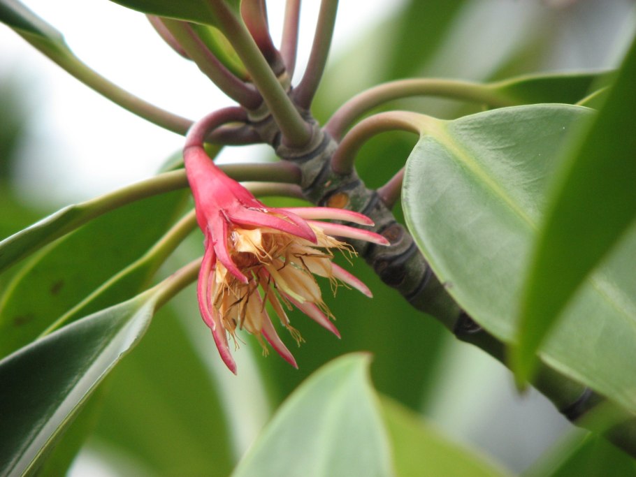 Bruguiera gymnorhiza