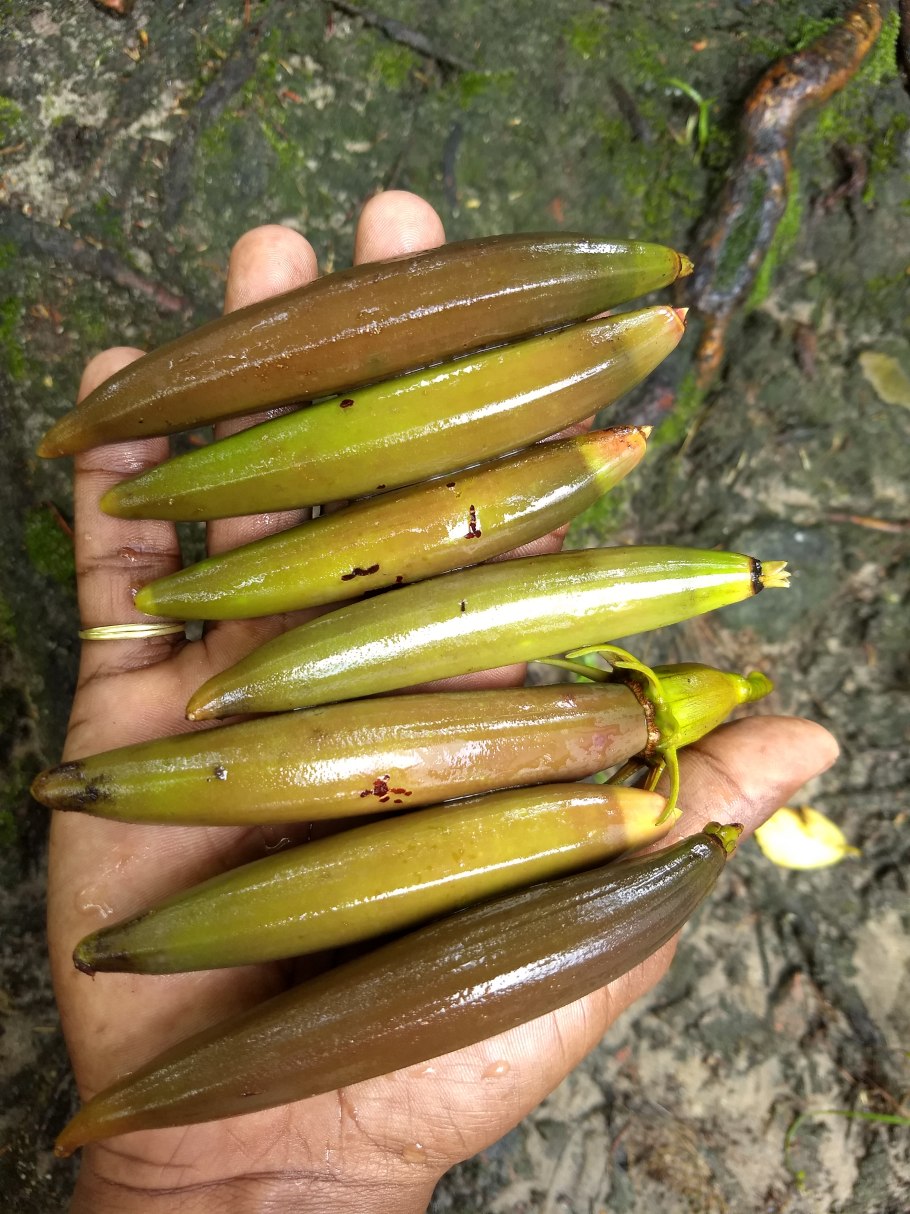 Бругиера дерево в полный рост