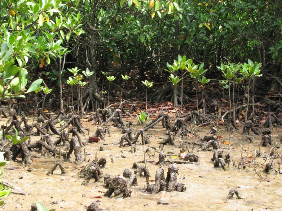 Мангровые заросли сундарбан