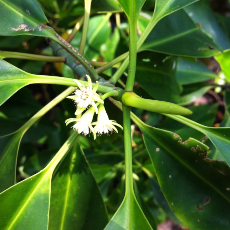 Бругиера голокорневая