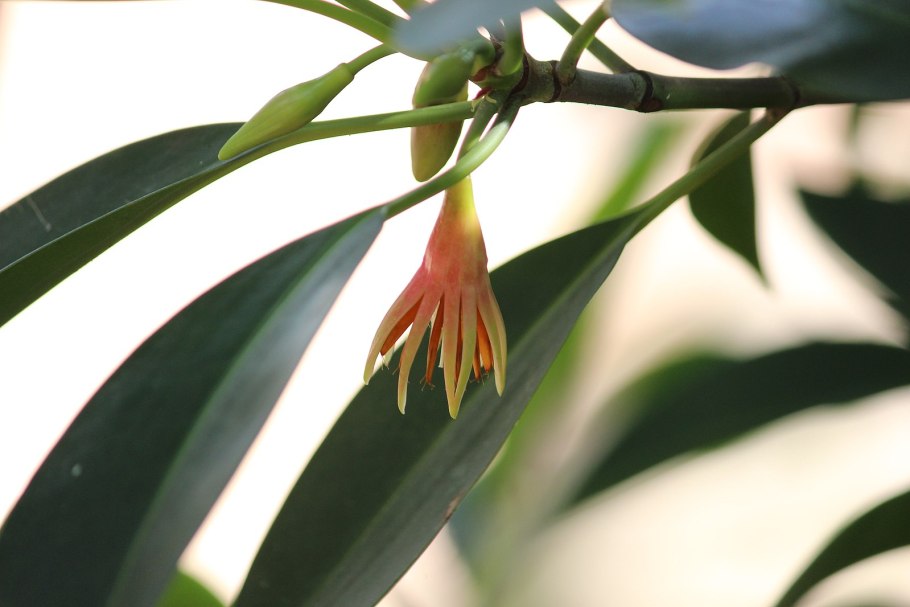 Bruguiera gymnorrhiza