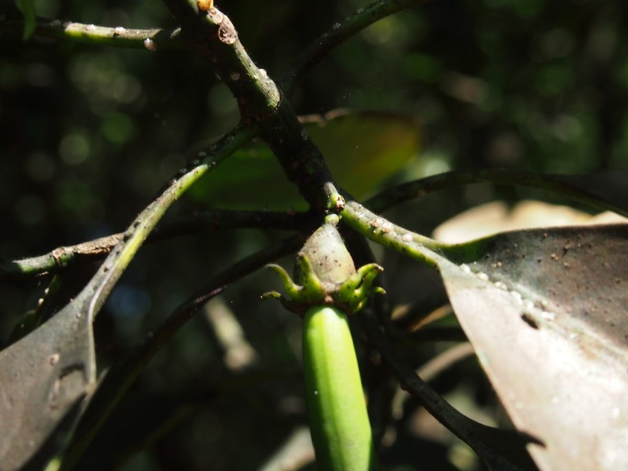 Rhizophora mangle