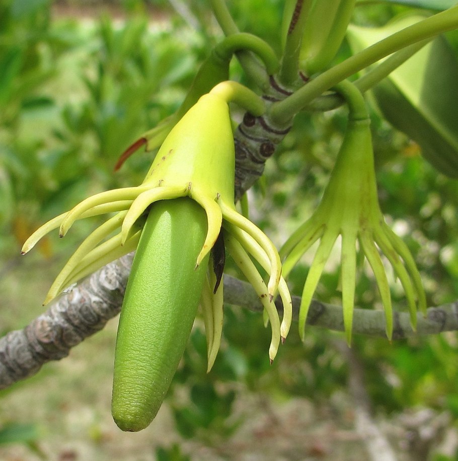 Bruguiera gymnorrhiza пневматофоры