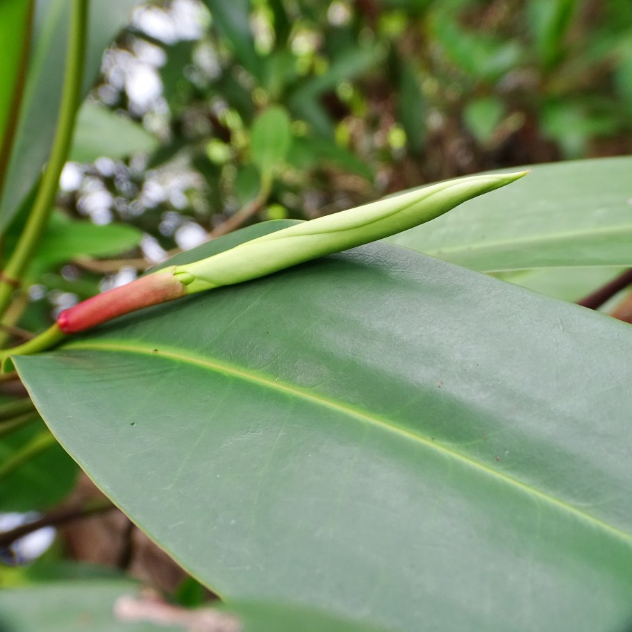 Bruguiera gymnorrhiza