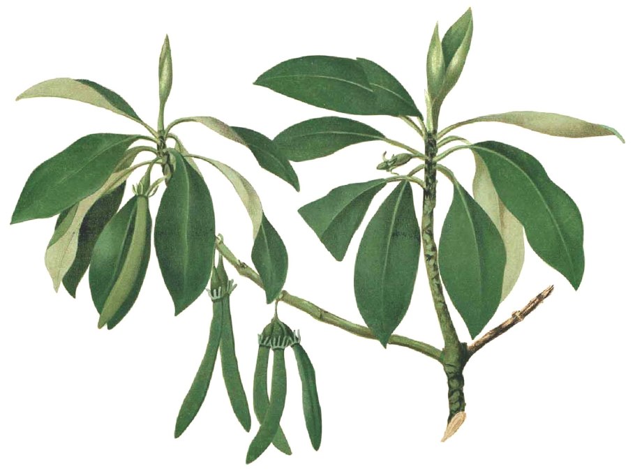 Bruguiera gymnorrhiza