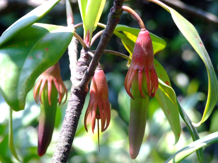 Bruguiera gymnorrhiza