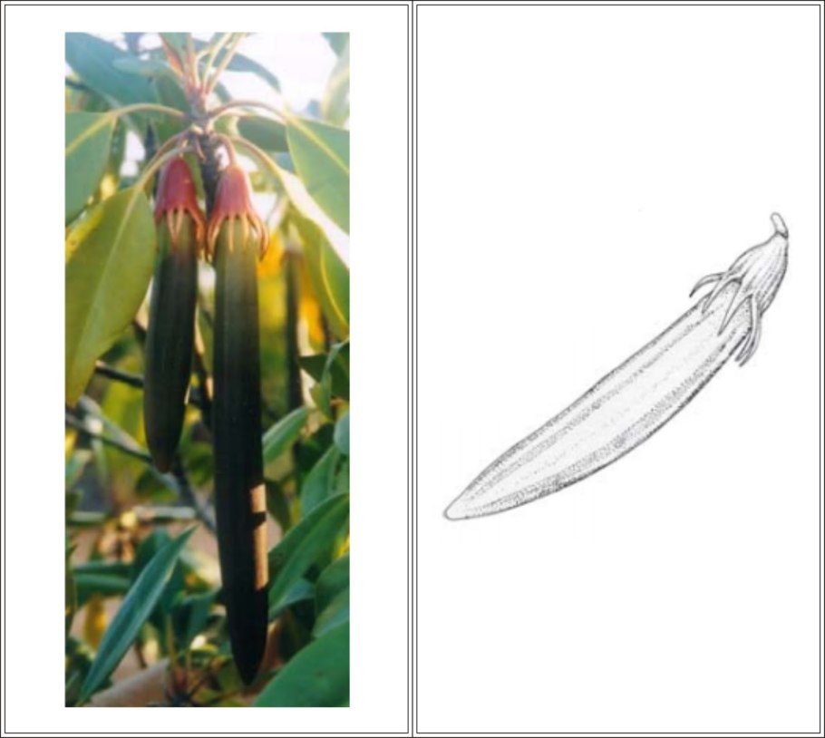 Мангровые растения