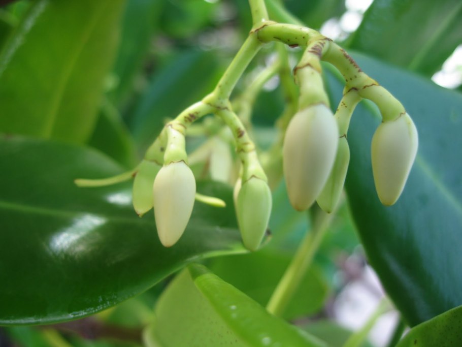 Ризофора остроконечная