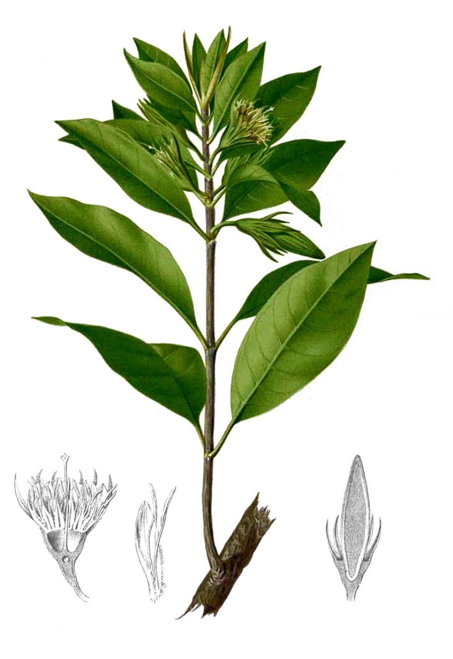 Лавр благородный (laurus nobilis)