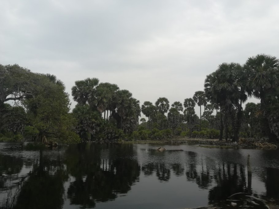 Плавучий лес шри-ланка