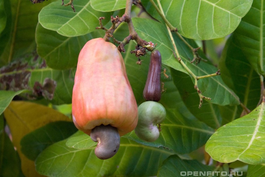 Анакардиум западный