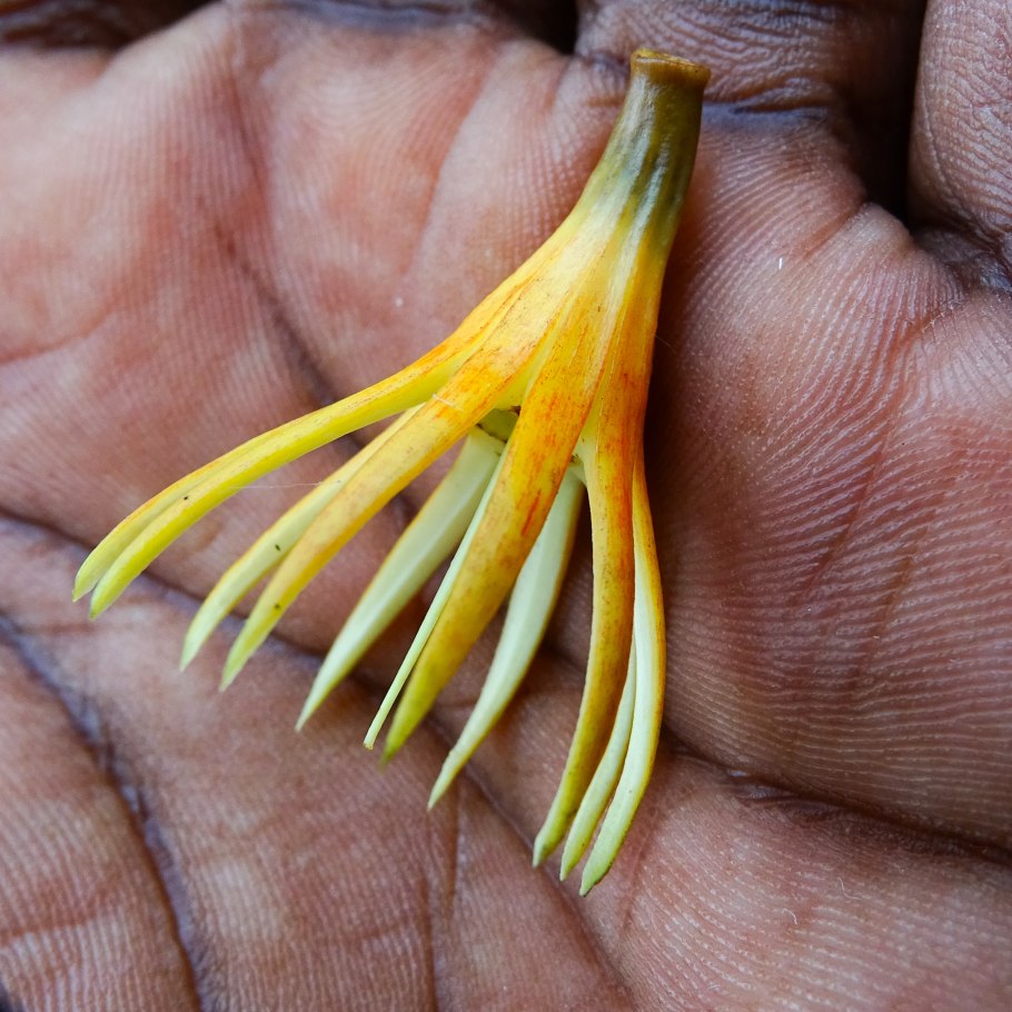 Бругиера мангры