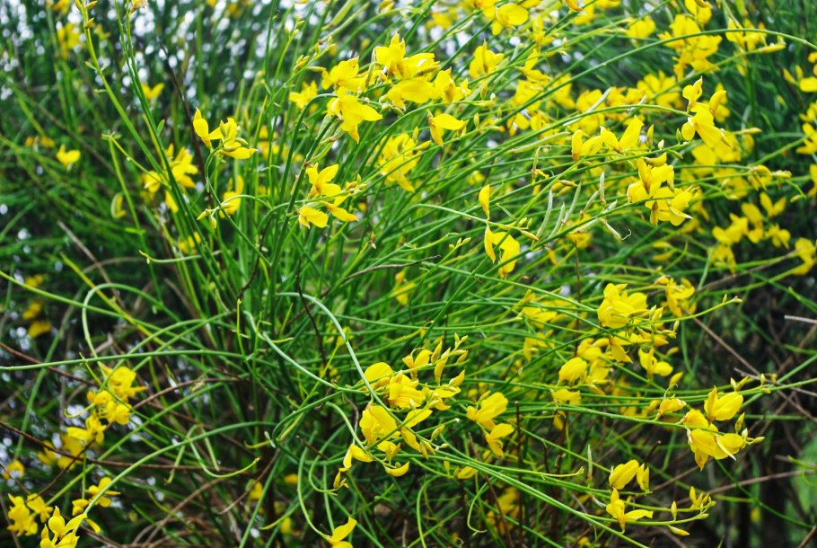 Дрок германский (Genista Germanica)