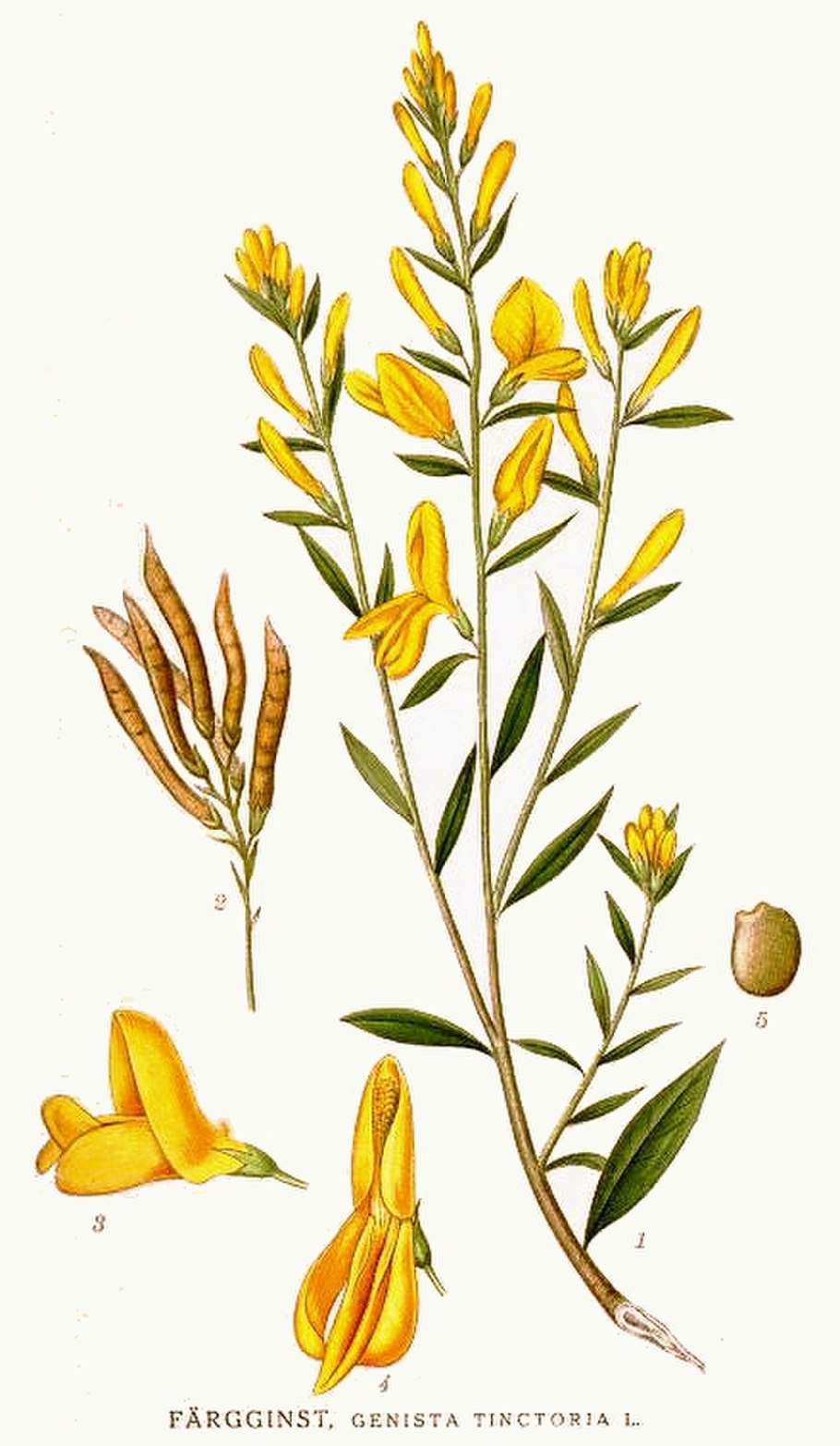 Дрок, Genista(Genista tinctoria)
