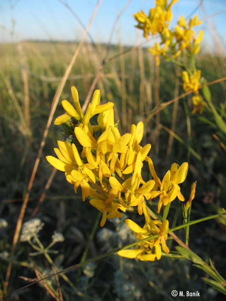 Утесник Европейский – Ulex europaeus