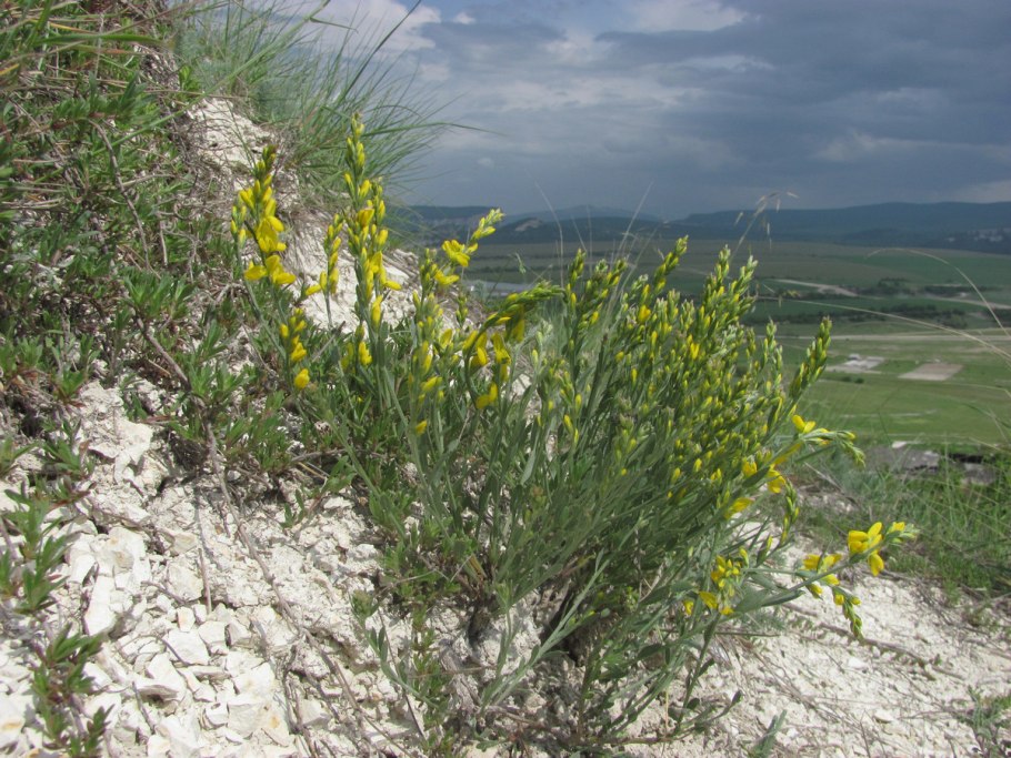 Дрок красильный трава