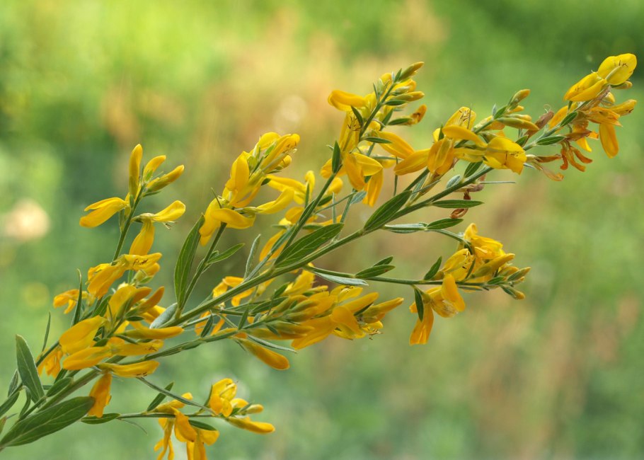 Дрок германский (Genista Germanica)