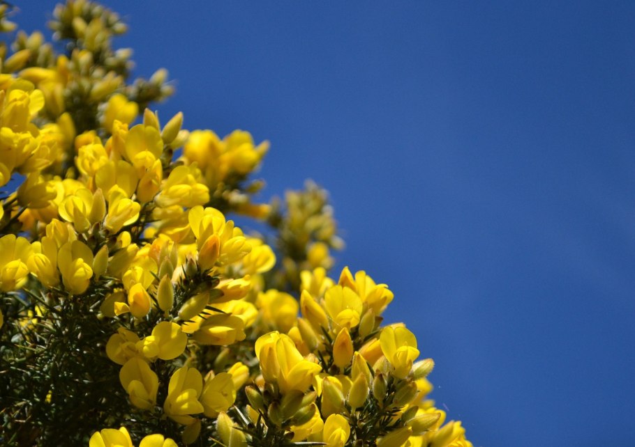 Дрок красильный