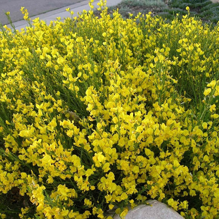 Cytisus scoparius