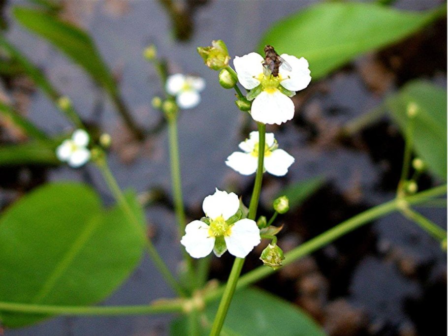 Стрелолист latifolia