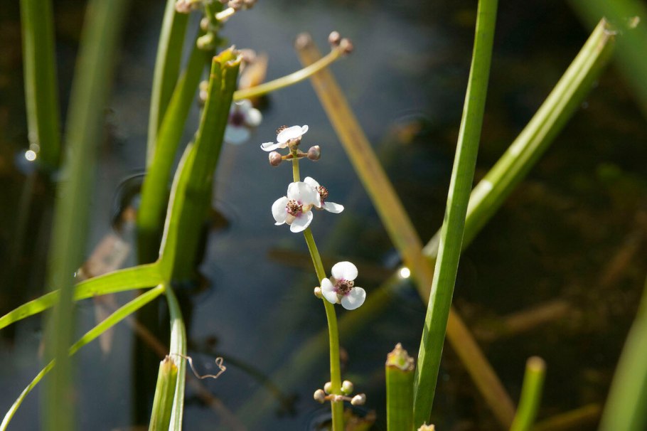 Частуха подорожниковая