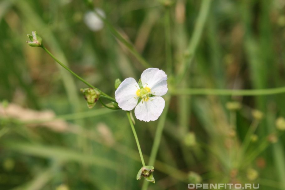 Alisma Plantago-Aquatica